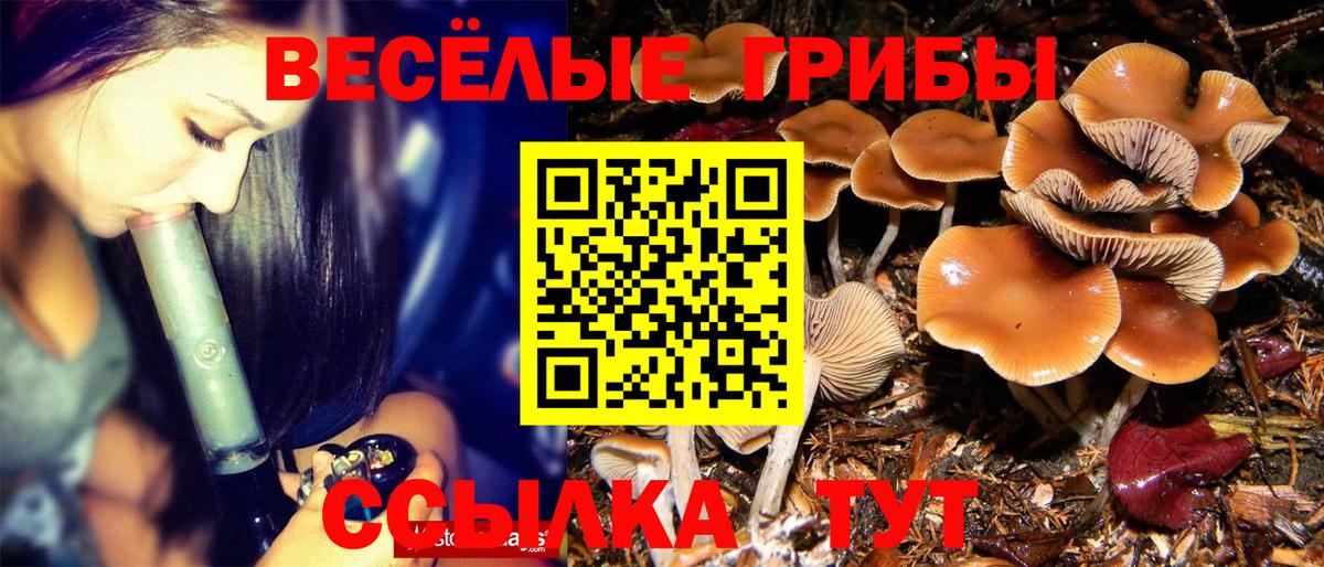 Галлюциногенные грибы Psilocybe Джанкой